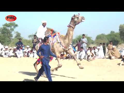 New Camel Dance Mela I Ont ka Dance Abhuzabi I Lal Chohana Mandi Yazman