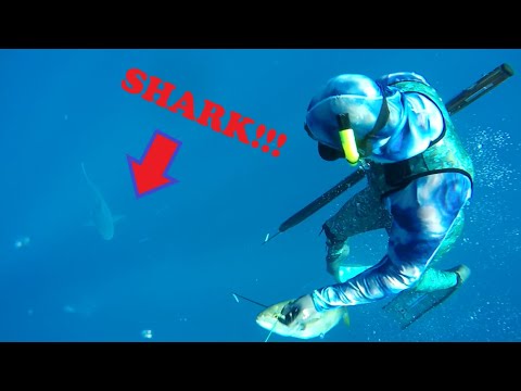 Spearfishing for Groceries with Sharks!