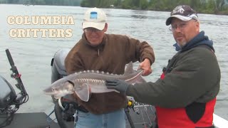 preview picture of video 'Sturgeon and Shad on the Columbia'