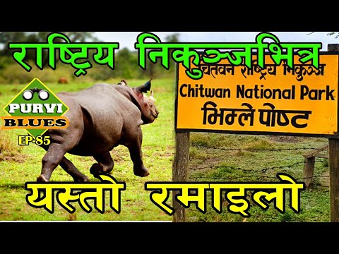 चितवन राष्ट्रिय निकुञ्ज, जङ्गल सफारी । गैंडा, बँदेल, मयुर, मृग Chitwan National Park Jungle Safari