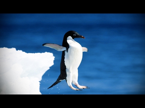 Funny Penguins 🐧 Penguins Fails [Funny Pets]