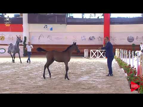 N 107 KASSANDRA STARS   Italian Nationals 2019   Futurity Fillies Class 13