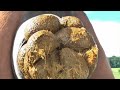 Horses Pooping