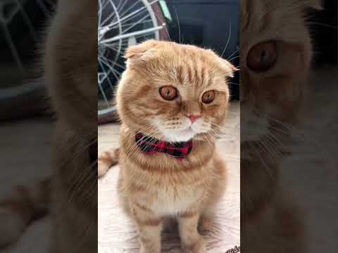 #кошки #собаки и наши фильмы часть 2 🤣🤣
