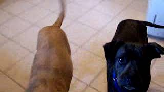Video preview image #1 Bullboxer Pit Puppy For Sale in Shell Lake , WI, USA