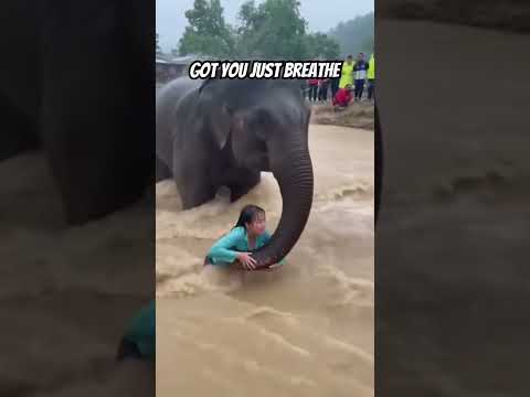 Everyone was filming. Only ONE helped. 🐘🥺