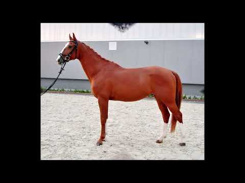 No Limit 81, CSI 5* W FEI Six Bar, 1,90m, 3. Platz