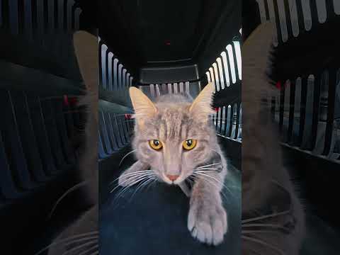 ÇÖPLÜKTE AÇAN ÇİÇEKLER... 🥹💔