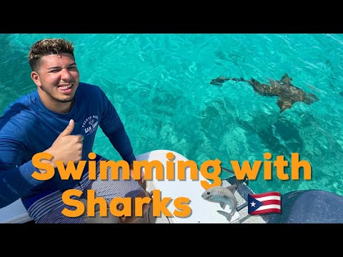 1st YouTube video about are there sharks in puerto rico