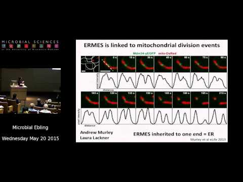 Dr. Jodi Nunnari - Mitochondrial Behavior