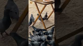 ​Pigeon Sounds (Rapid Sand Pecking and Throat Coos)