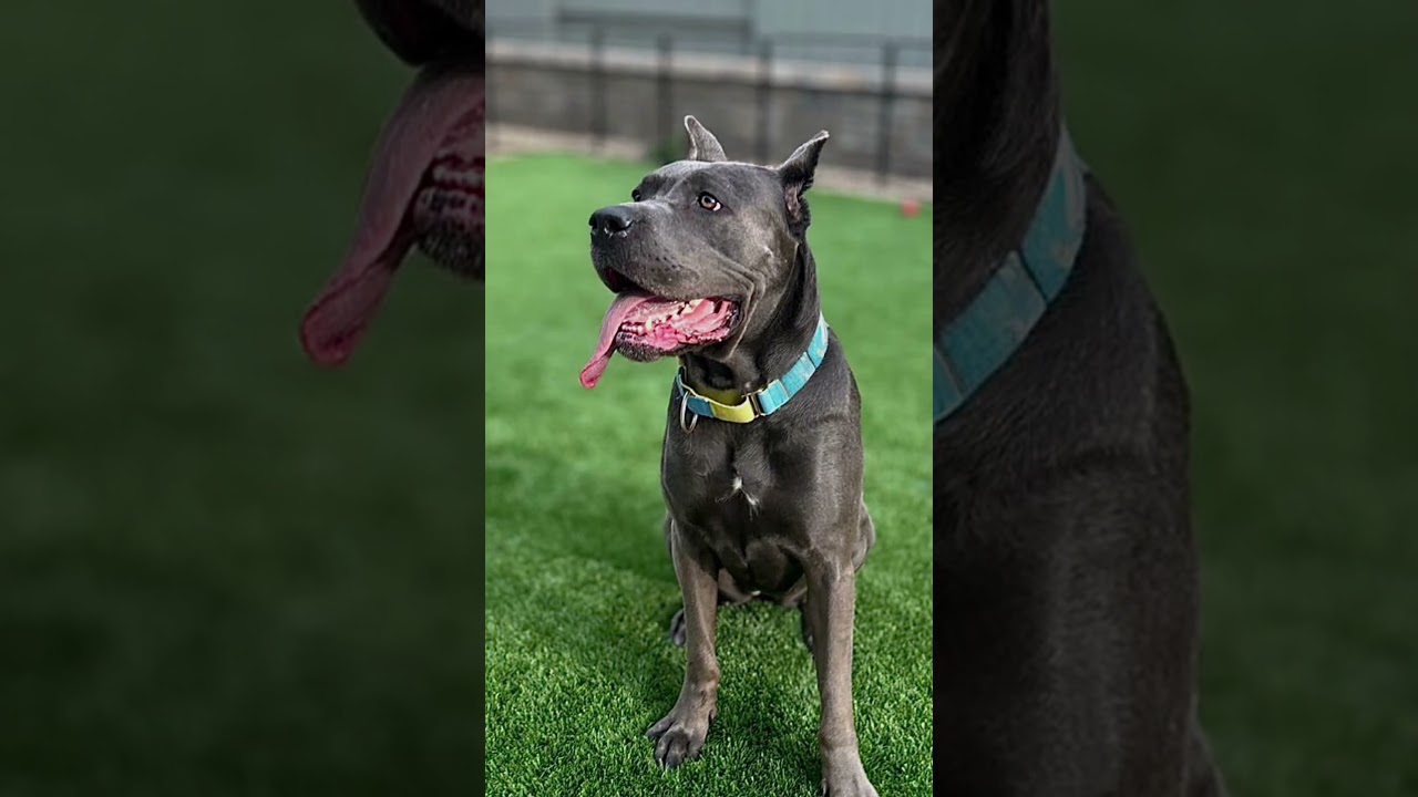 Enlarge Amira, a Adoptable Cane Corso in Citrus Heights, CA video 6/6