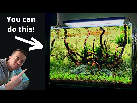 Complete Aquascaping Beginners Guide - Learn ALL The Basics!