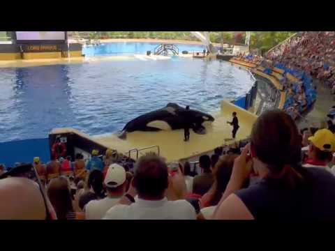 Тенерифе. Лоро парк. 