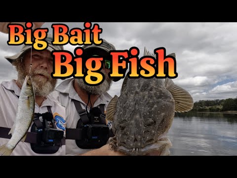 How to Catch BIG Flathead on Live Baits.