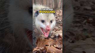 The Real Reason Possums Play Dead 😱 #animals #shorts #possums