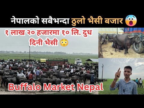 नेपालको सबैभन्दा ठुलो भैसी मेला😳| Biggest Buffalo Market of Nepal | Bhaisi palan Nepal | Unite Youth