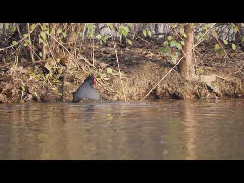 Parco Nord Milano - inverno 2019