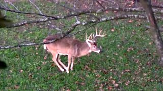 Use Attractants to Bring in Big Bucks - Deer Hunting