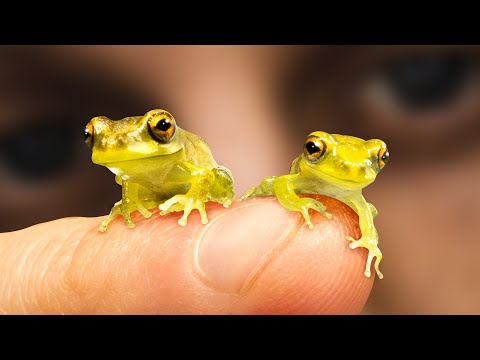 Tiny Frogs For Sale
