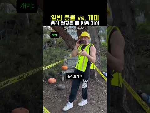 일반동물vs.개미 반응 차이