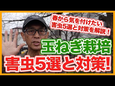 タマネギ ハエ 除虫菊 トラップ ニンジンを取り除く