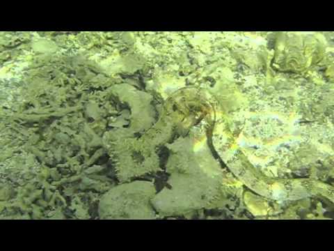 Снежная Мурена