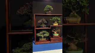 Download lagu Trophy Bonsai exhibition (part 1) mp3