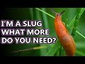 Slug Facts: the Land GASTROPOD | Animal Fact Files
