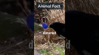 Download lagu Nature's Architect: How the Male Satin Bowerbird Builds a Love Nest like No Other #animalfacts mp3 Download lagu Nature's Architect: How the Male Satin Bowerbird Builds a Love Nest like No Other #animalfacts mp3