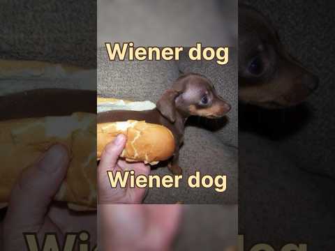 Wiener Dog, Wiener Dog How Did You Get So Long? #shorts #trending #viral #dog #wienerdog #song