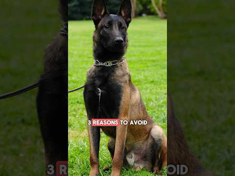 3 reasons to AVOID getting a Belgian Malinois as a family pet #shorts #dog #pets #belgianmalinois
