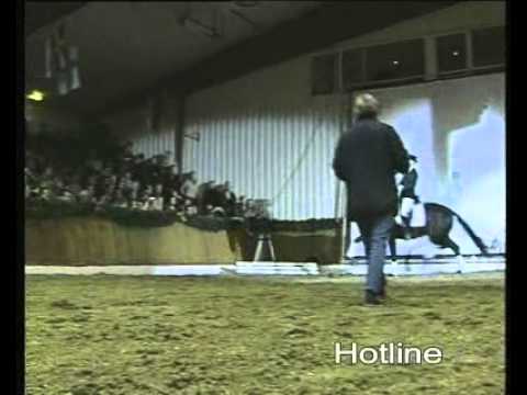 Hotline - Elite Stallions