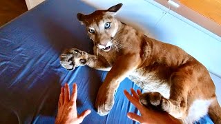 Дикий человек и домашняя пума и их не шуточные игры .. Когти и зубы пумы Месси 