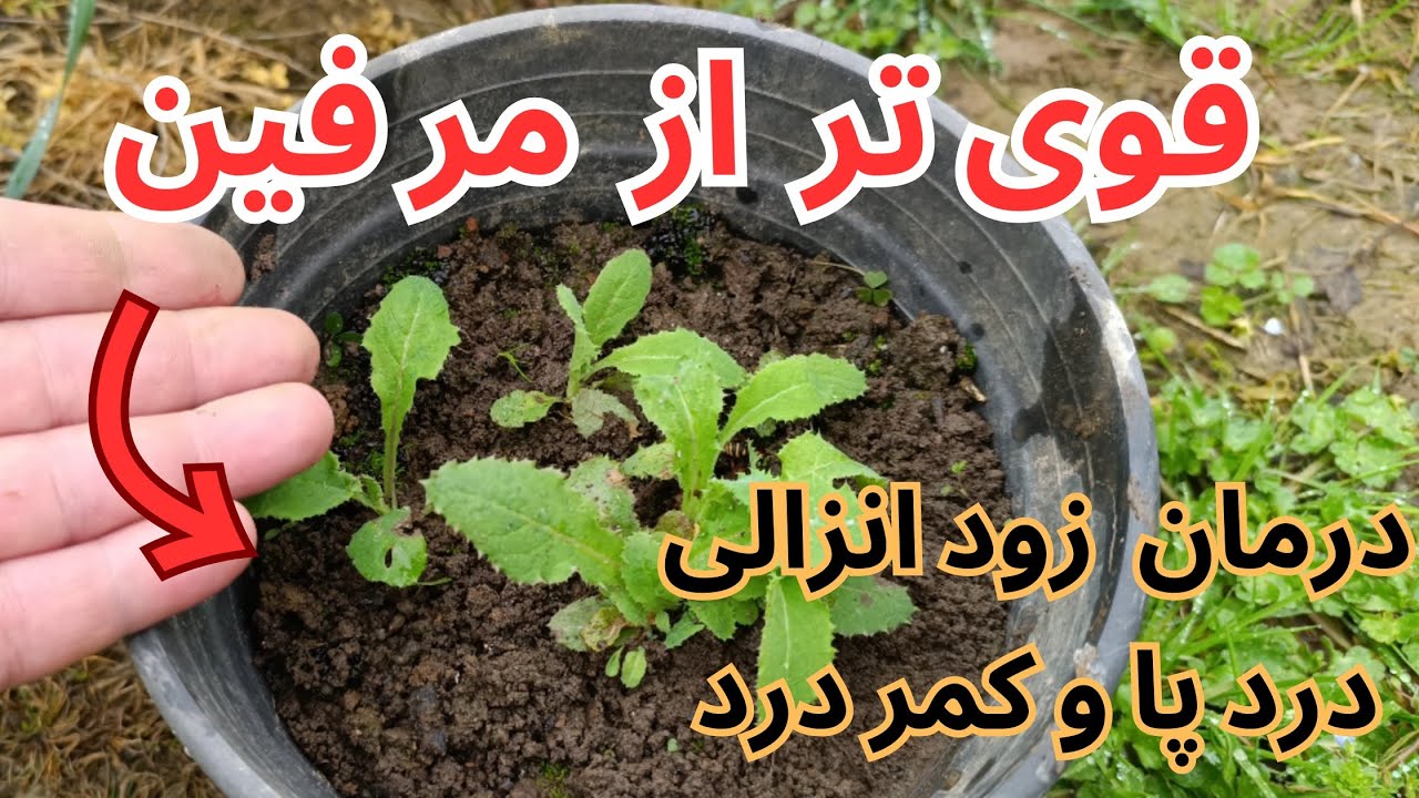 قوی ترین جایگزین خشخاش که در تمام طول سال و نقاط مختلف جهان یافت میشود را در گلدان پرورش بدهیم