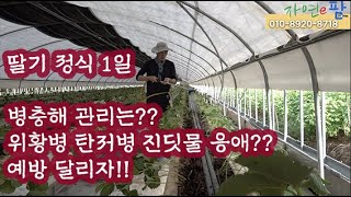 딸기 정식1일차 위황병 탄저병 응애 진딧물 예방법은 ?? 무슨 약제를 처리하…