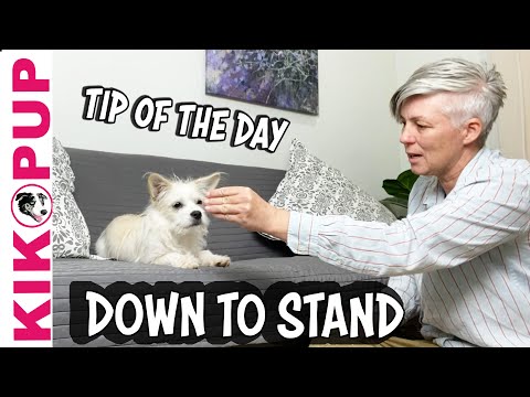 What is Clicker Training