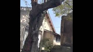 【下関市】大歳神社の桜