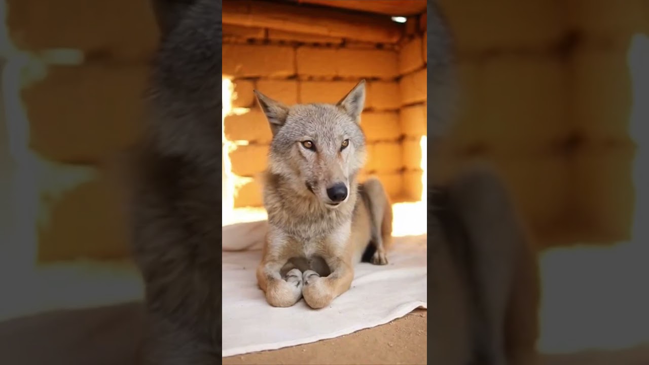 A Wolf That Found a Gentle World #viral #trending #short