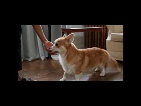 funny video cat parrot