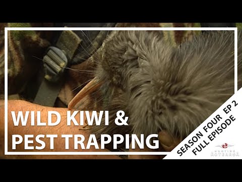 Hunting Aotearoa Series 4 Episode 2 - Wild Kiwi & Trapping Pests