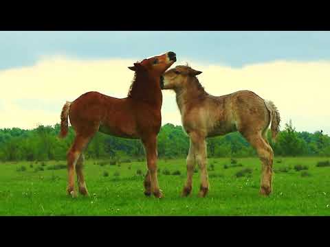 2 mânji cu chef de joacă