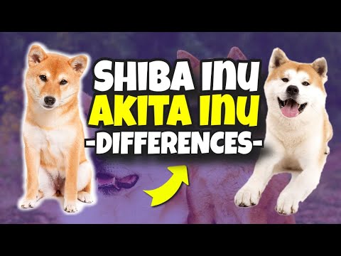 🐶Shiba Inu vs Akita Inu ¿WHAT ARE THE DIFFERENCES?