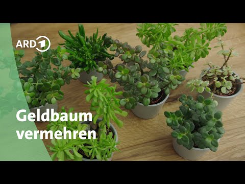 Unkomplizierter Geldbaum – die wohl pflegeleichteste Zimmerpflanze │Querbeet