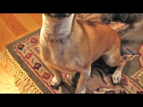 Buddy the dog no one wanted