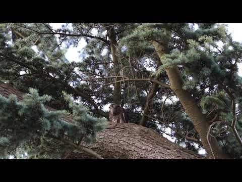 Kestrel Feasts on Freshly Caught Vole - Full Footage Kestrel eats vole