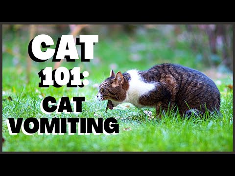 Cat 101: Cat Vomiting