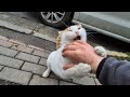 An Angry Stray Cat Bit My Hand And Scratched It With Its Nails Causing It To Bleed