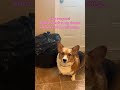 Your trash is my treasure #trending #corgicrew #2025shorts