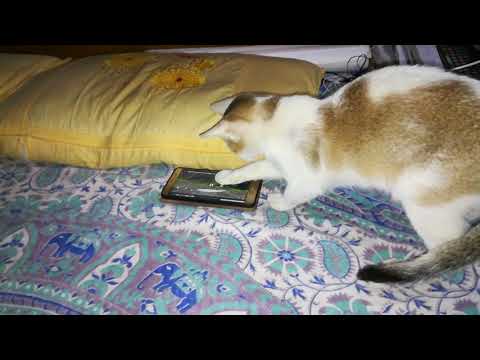 Cat playing with rate